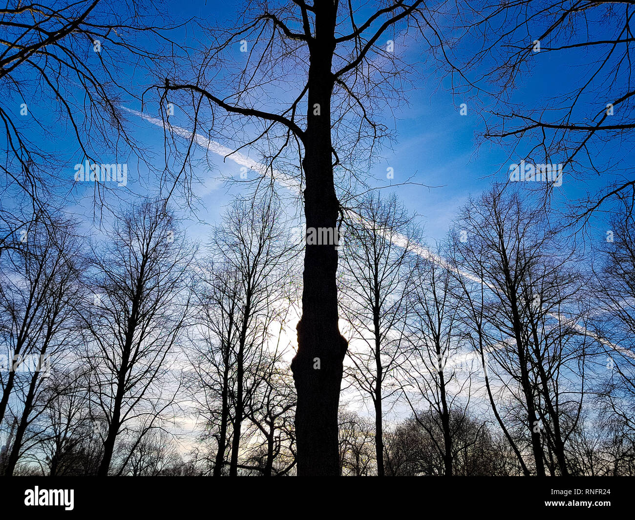 Black trees hi-res stock photography and images - Alamy