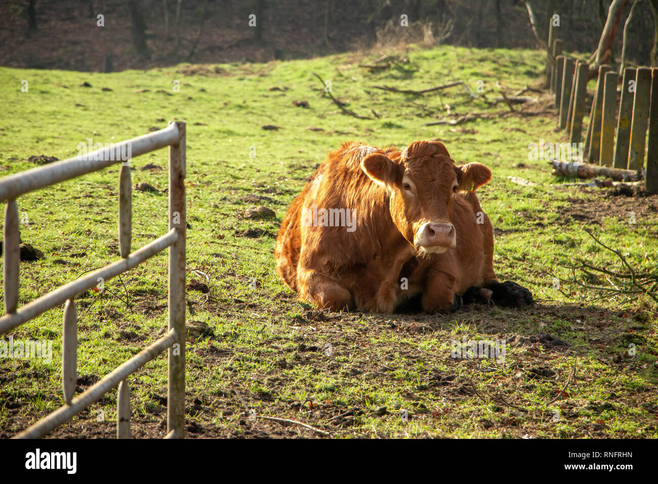 Limousin cow in the field, the Netherlands province Overijssel in wintertime Stock Photo
