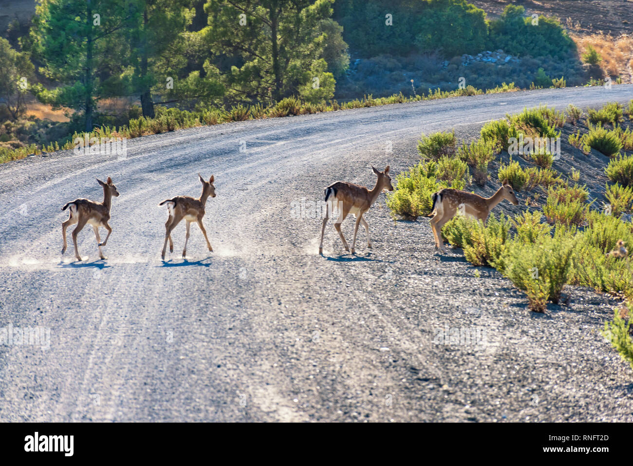 Fallow deer (Dama dama) crossing road near Gadoura Dam (Rhodes, Greece) Stock Photo