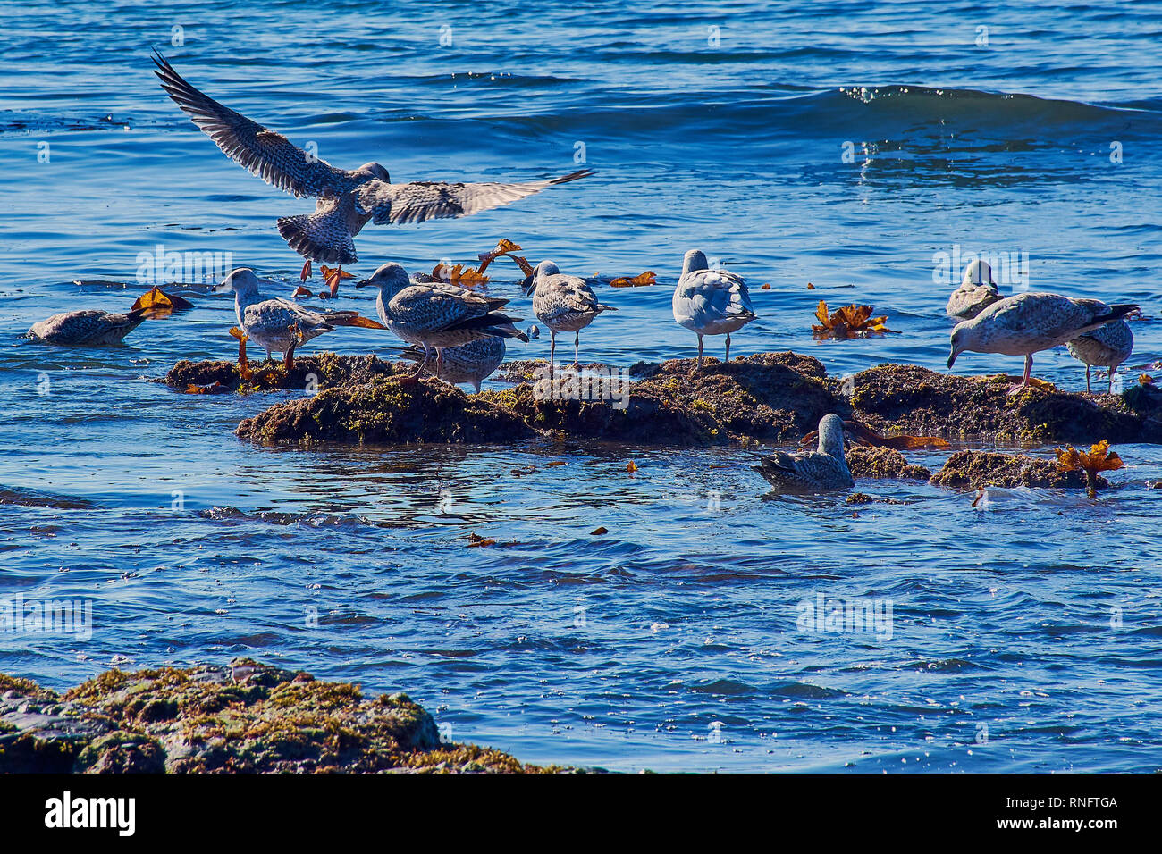 many seagulls  sitting on rocks in the sea on the Lizard Point of South Cornwall, England Stock Photo