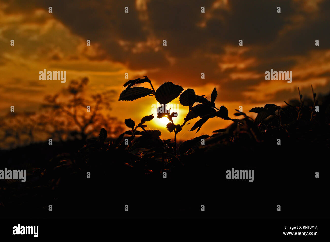 Landscape of a beautiful sunset with a silhouette of the nature in background in Safari Stock Photo