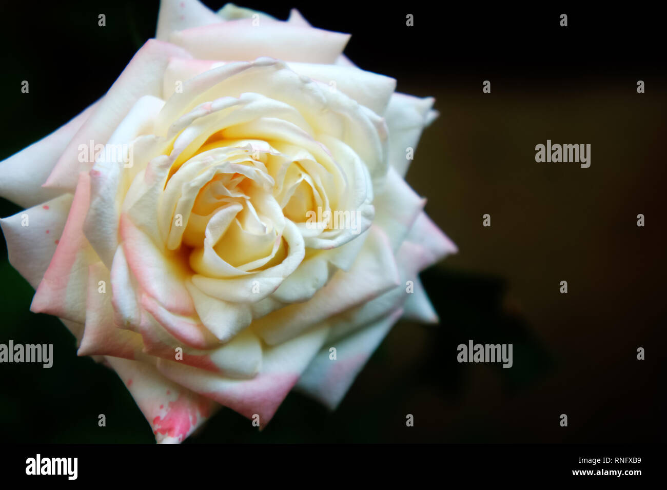 Big white rose hi-res stock photography and images - Alamy