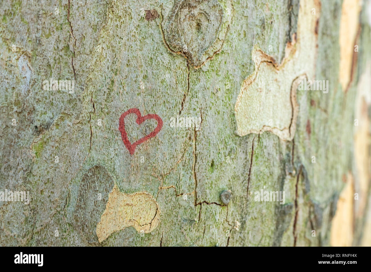 Painted red heart on a London Planetree - Platanus hispanica Stock Photo