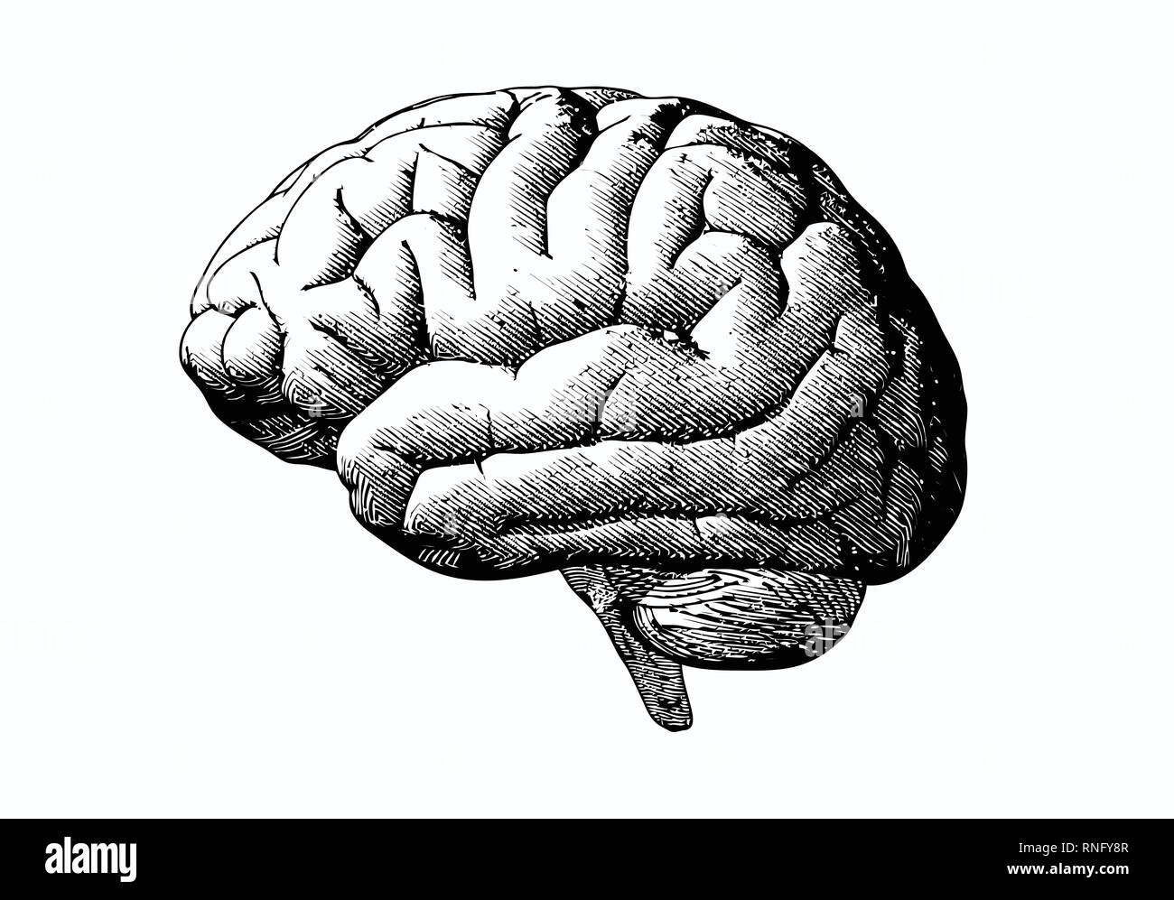 Engraving brain illustration in grayscale monochrome color on white ...