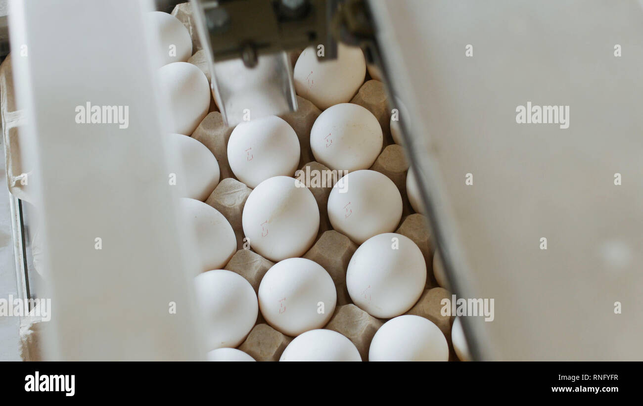 Automatic process of checking and printing on chicken eggs, sorting eggs, table Stock Photo