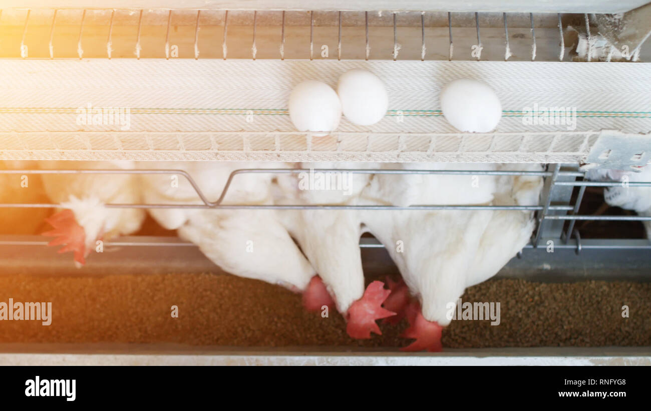 Chicken eggs poultry farm, chicken eggs go on a conveyor belt, the sun