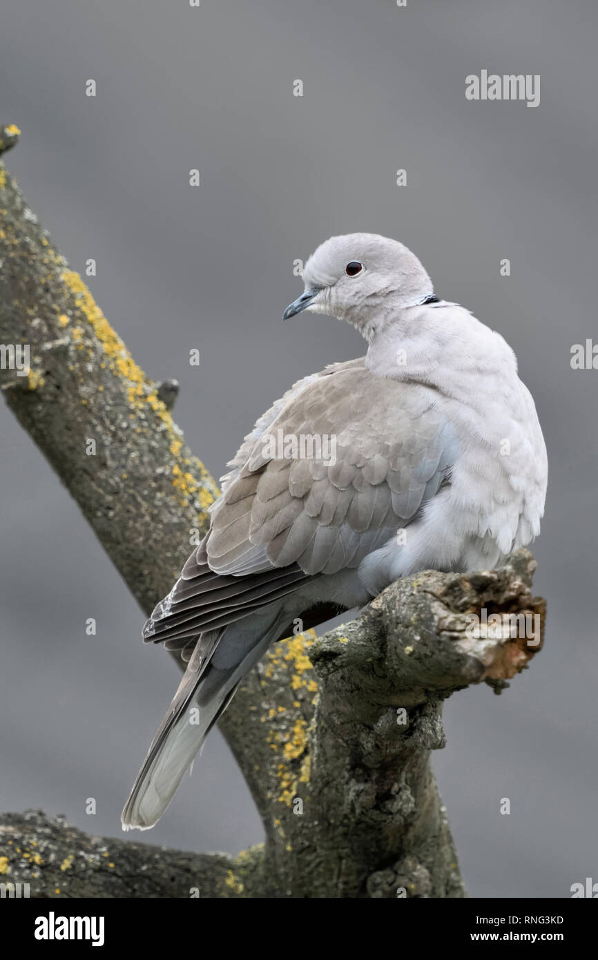 Eurasian Collared Dove / Türkentaube ( Streptopelia decaocto ) in winter, perched in a tree, turning its head, watching back, wildlife, Europe. Stock Photo