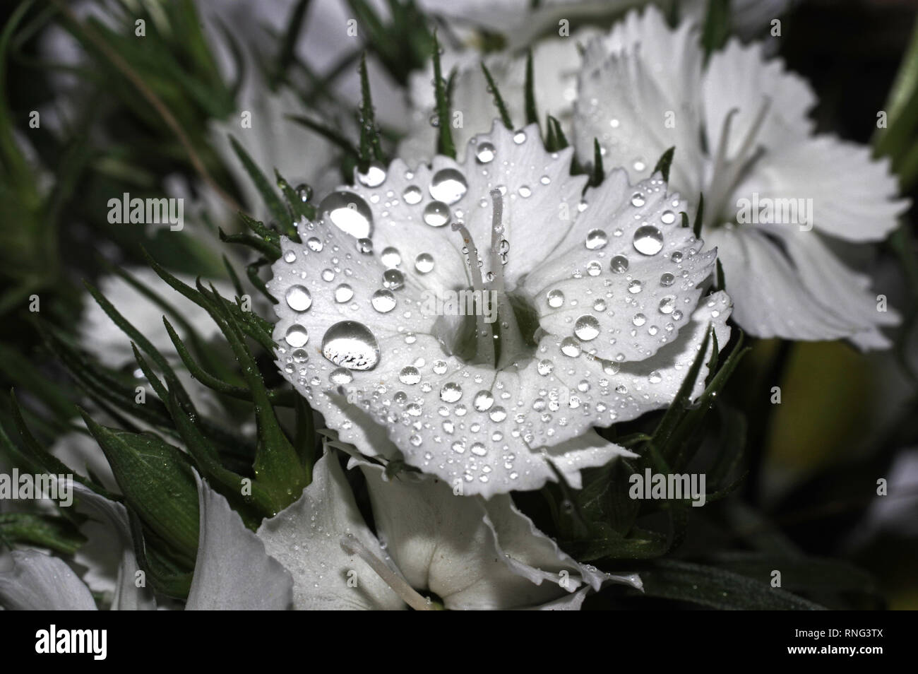 Carnation Leaves Stock Photos & Carnation Leaves Stock Images Alamy