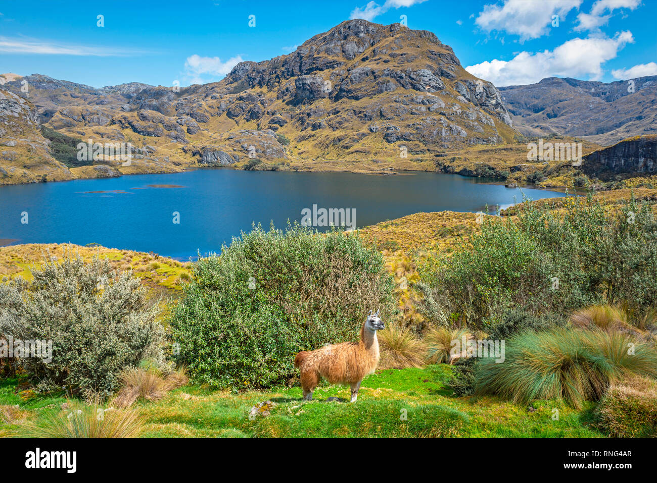 A llama in the wild with a lovely blue coloured lagoon inside Cajas national park on a hiking pole near the city of Cuenca, Ecuador. Stock Photo
