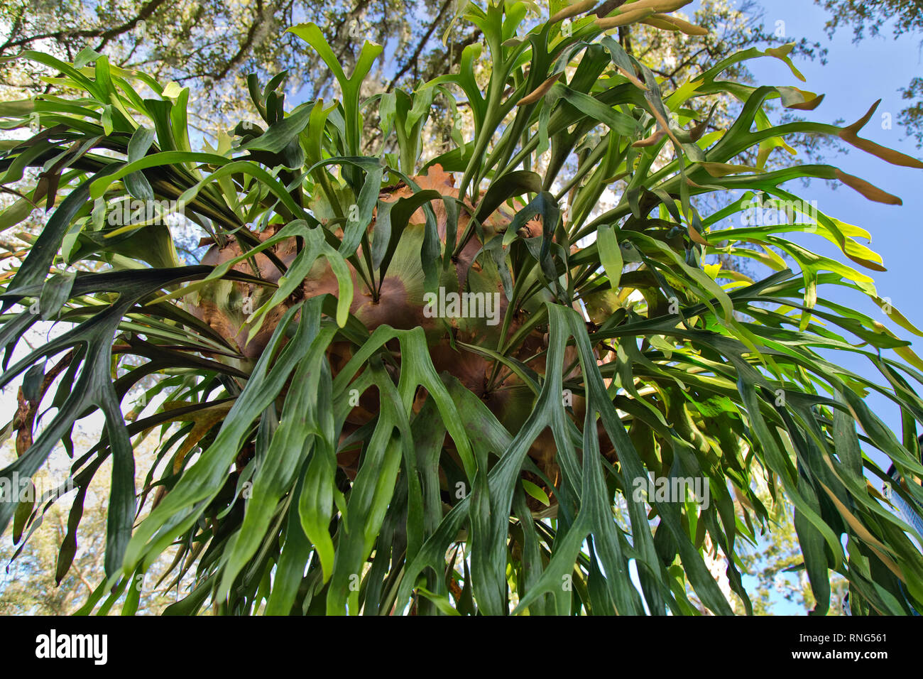 Staghorn Fern  'Platycrium bifurcatum',   tropical plant. Stock Photo
