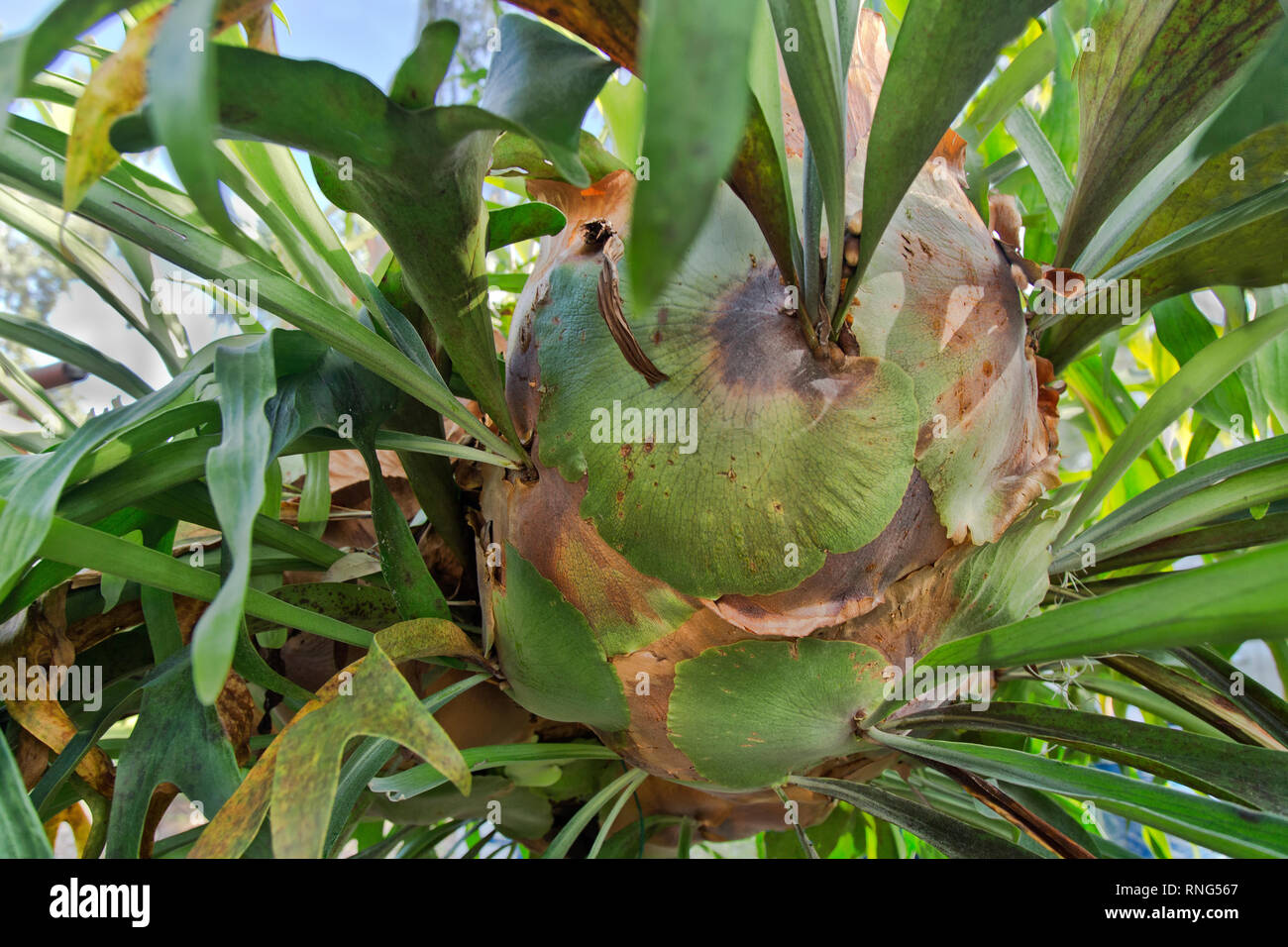Staghorn Fern  'Platycerium bifuratum'    tropical plant. Stock Photo