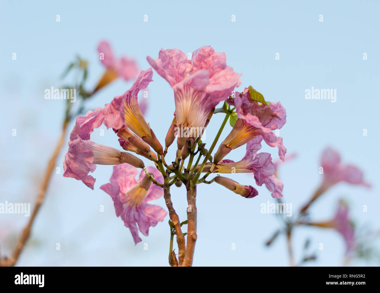 Tabebuia rosea, Rosy trumpet tree bloom Stock Photo