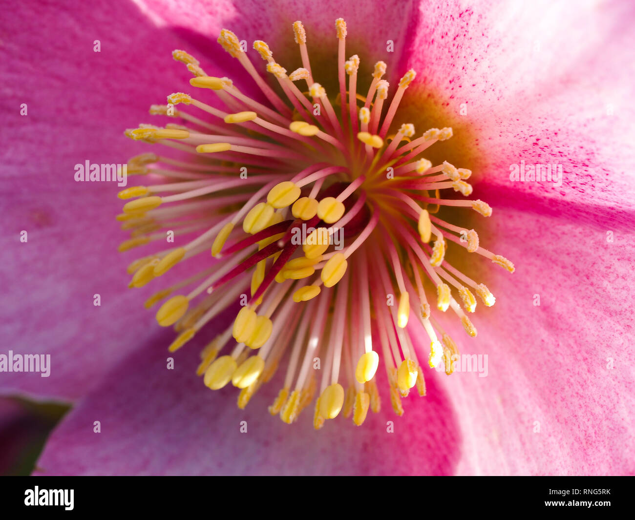 Closeup of the yellow stamens and anthers of a beautiful pink Hellebore flower Stock Photo