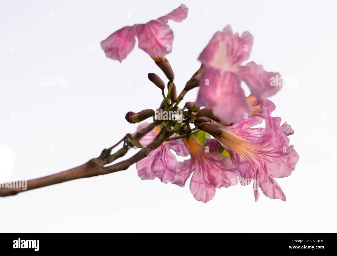 Tabebuia rosea, Rosy trumpet tree bloom Stock Photo