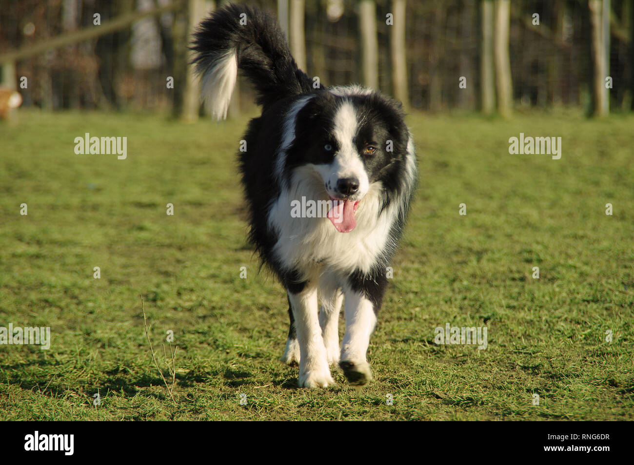Boder Collie - happy dog walking on grass. Pure breed Border Collie with amazing colorful eyes on a meadow. Stock Photo