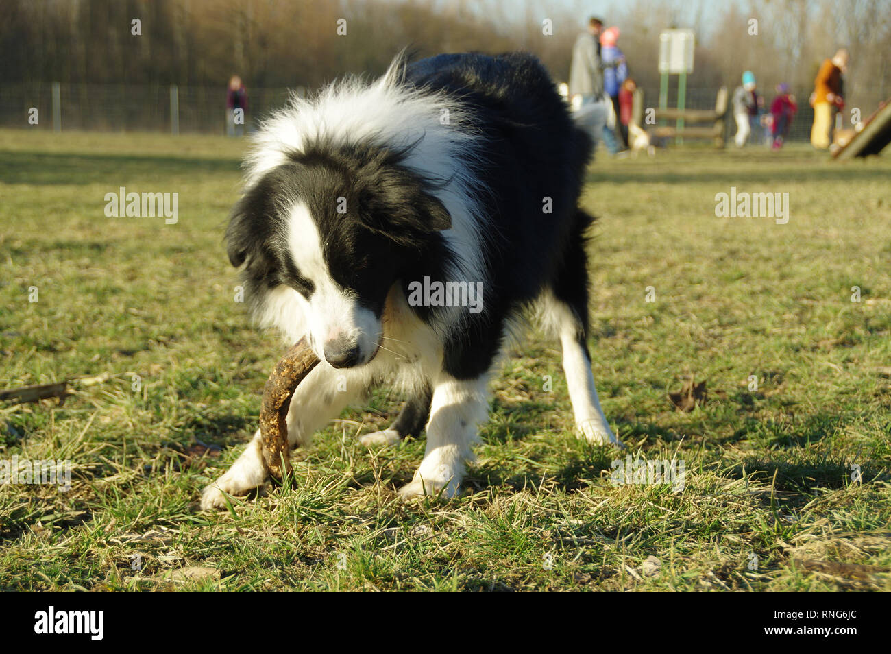 Happy dog with branch on grass. Pure breed Border Collie with stick on a  meadow Stock Photo - Alamy