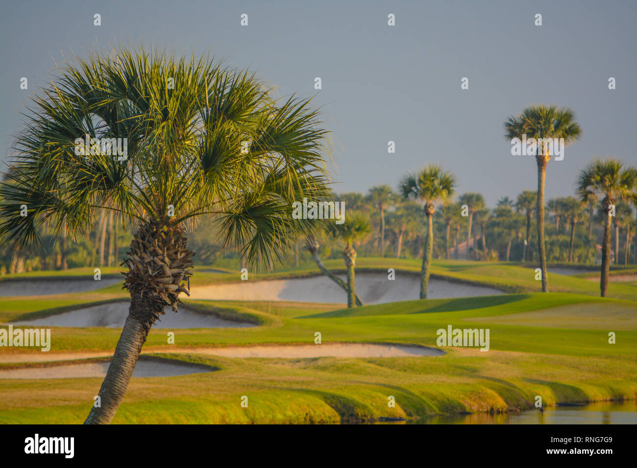 Palm trees on Lake Vedra. Ponte Vedra Beach, Florida Stock Photo Alamy