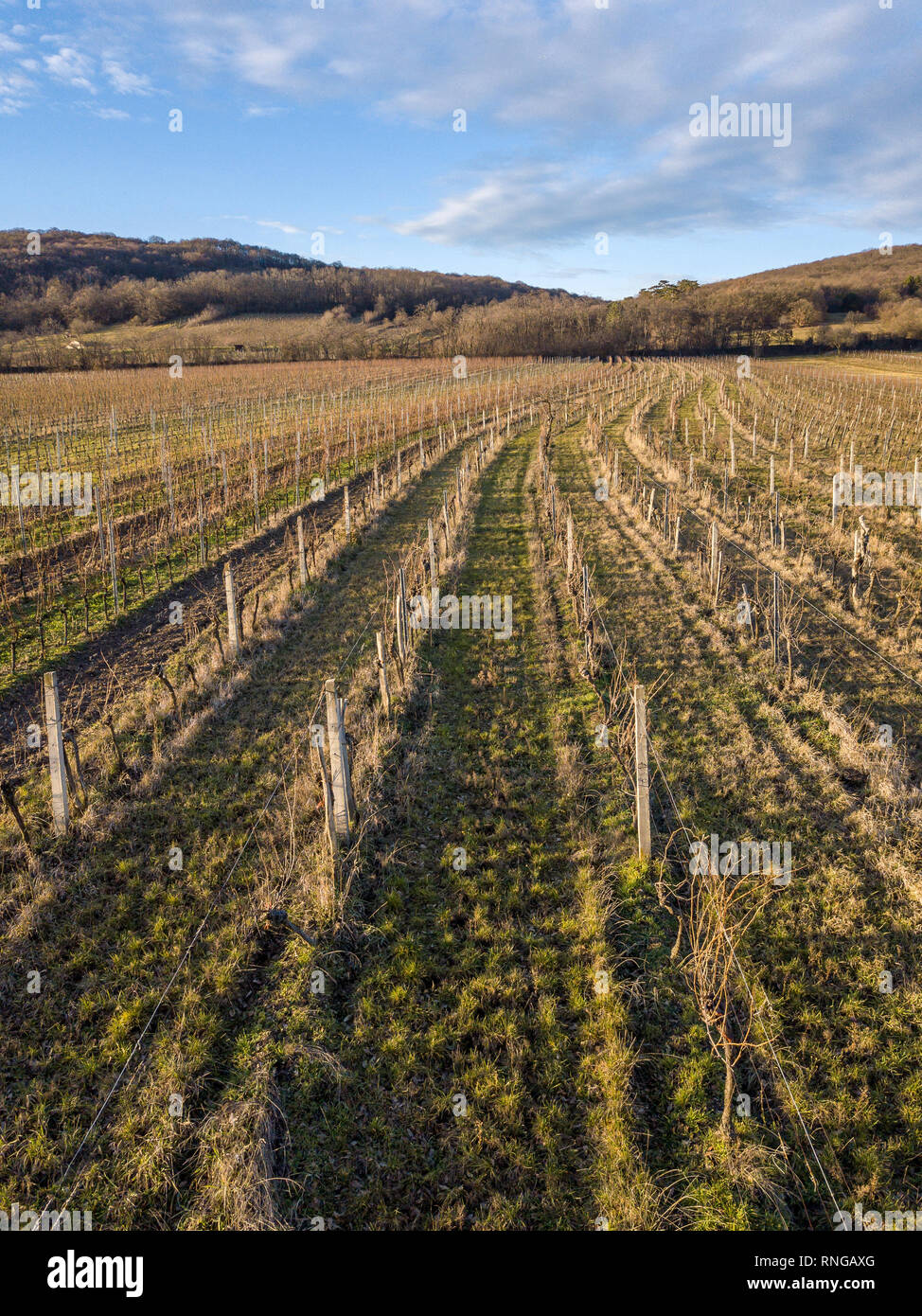 A vineyard near Eisenstadt at the bottom of the Leithagebirge, Burgenland, Austria Stock Photo