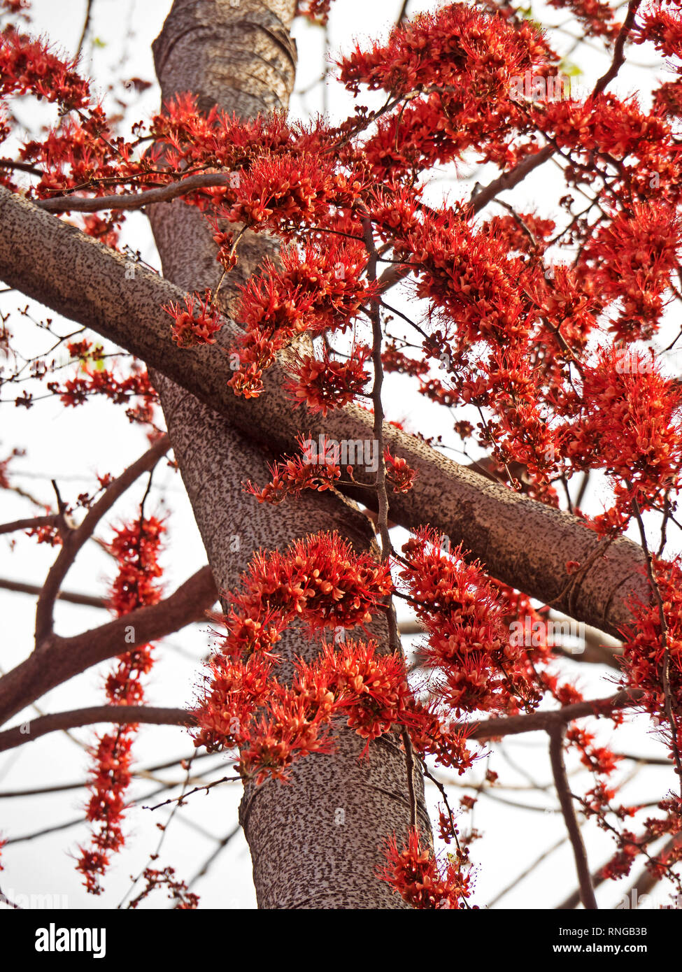 Closeup Monkey Flower Tree or Fire of Pakistan Isolated on Sky Stock Photo