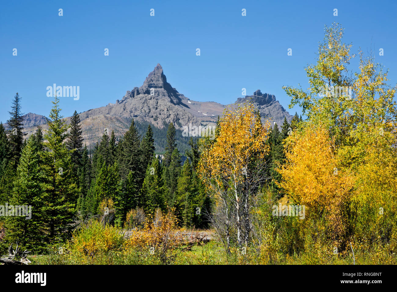 WYOMING - Fall color along the banks of the Clark Fork of the Yellowstone River below Pilot and Index Peaks, in the Shoshone National Forest. Stock Photo