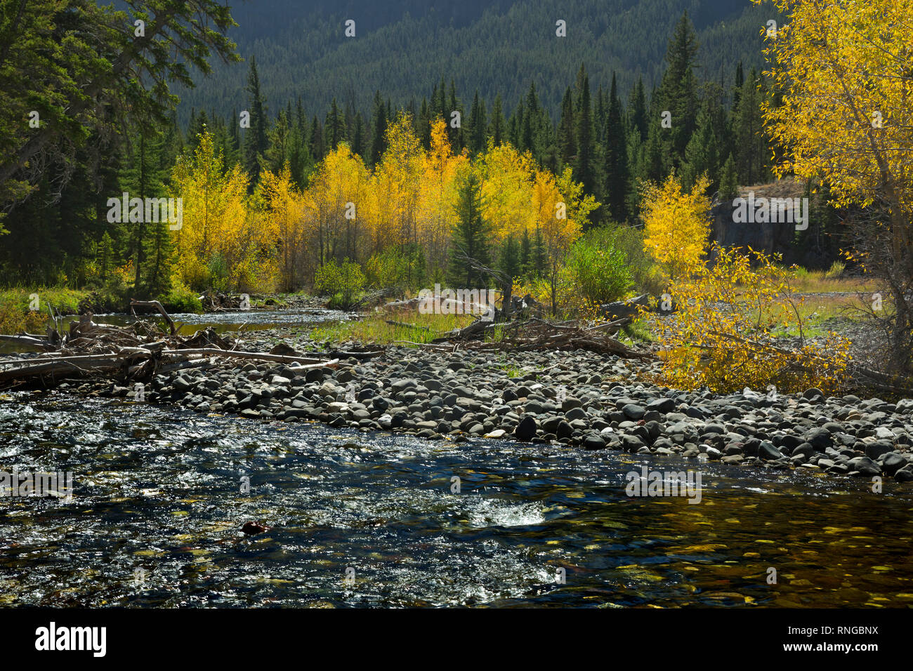 WY03791-00...WYOMING - Fall color along the banks of the Clark Fork of the Yellowstone River in the Shoshone National Forest. Stock Photo