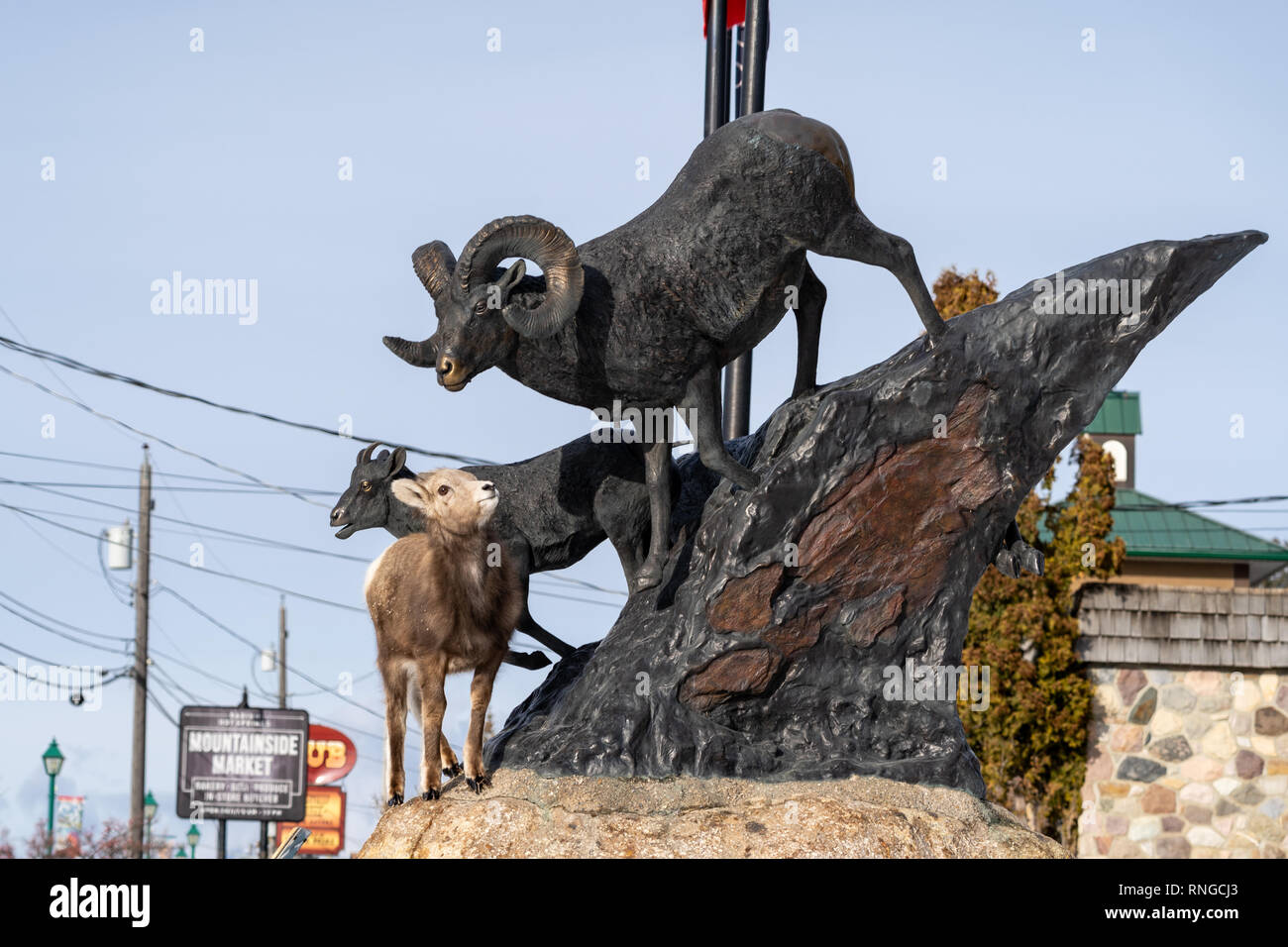 Radium Hot Springs, British Columbia, Canada - Janurary 20, 2019: A confused bighorn sheep baby ewe stands on top of a statue of Bighorn sheep, confus Stock Photo