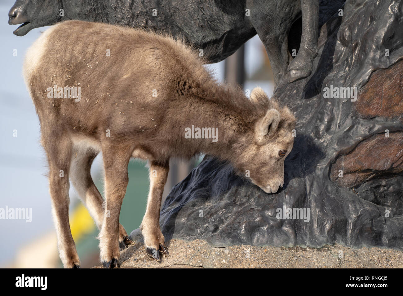 Radium Hot Springs, British Columbia, Canada - Janurary 20, 2019: A confused bighorn sheep baby ewe stands on top of a statue of Bighorn sheep, confus Stock Photo
