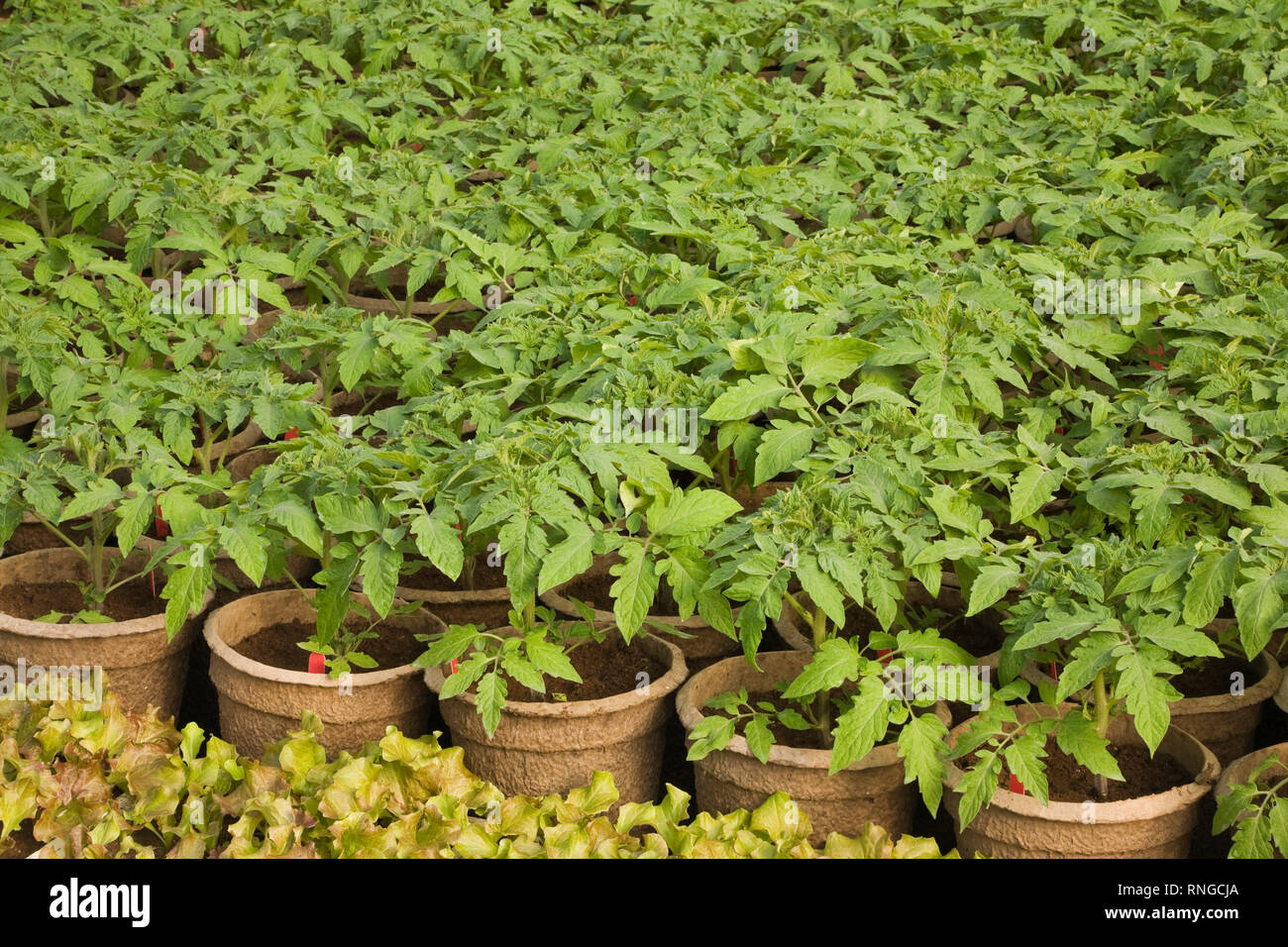 Potted green plants being organically grown in peat containers inside a