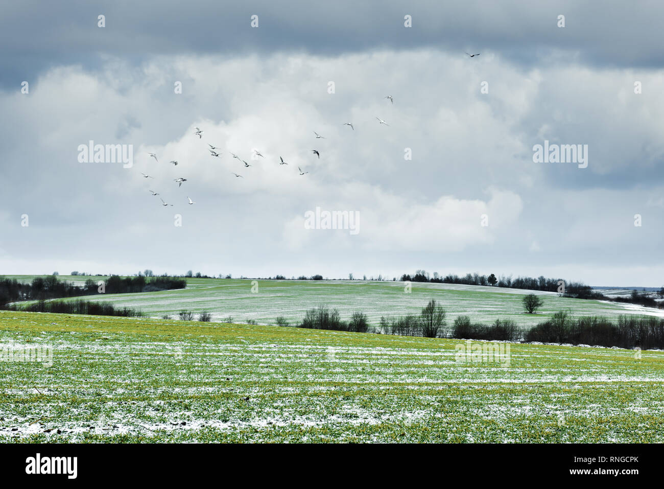 Snowy road on young wheat field on spring time Stock Photo