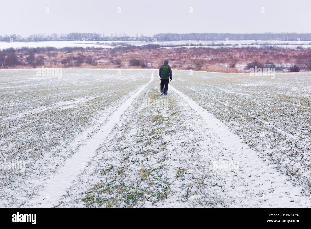 Man with dog on snowy road on young wheat field on spring time Stock Photo