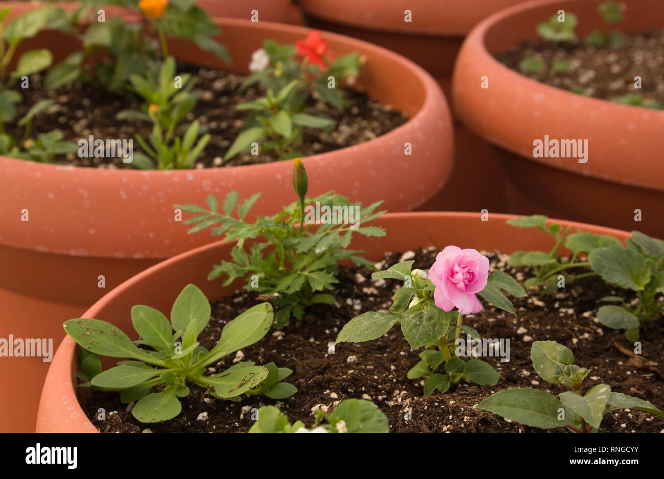 Commercial rose growing hi-res stock photography and images - Alamy