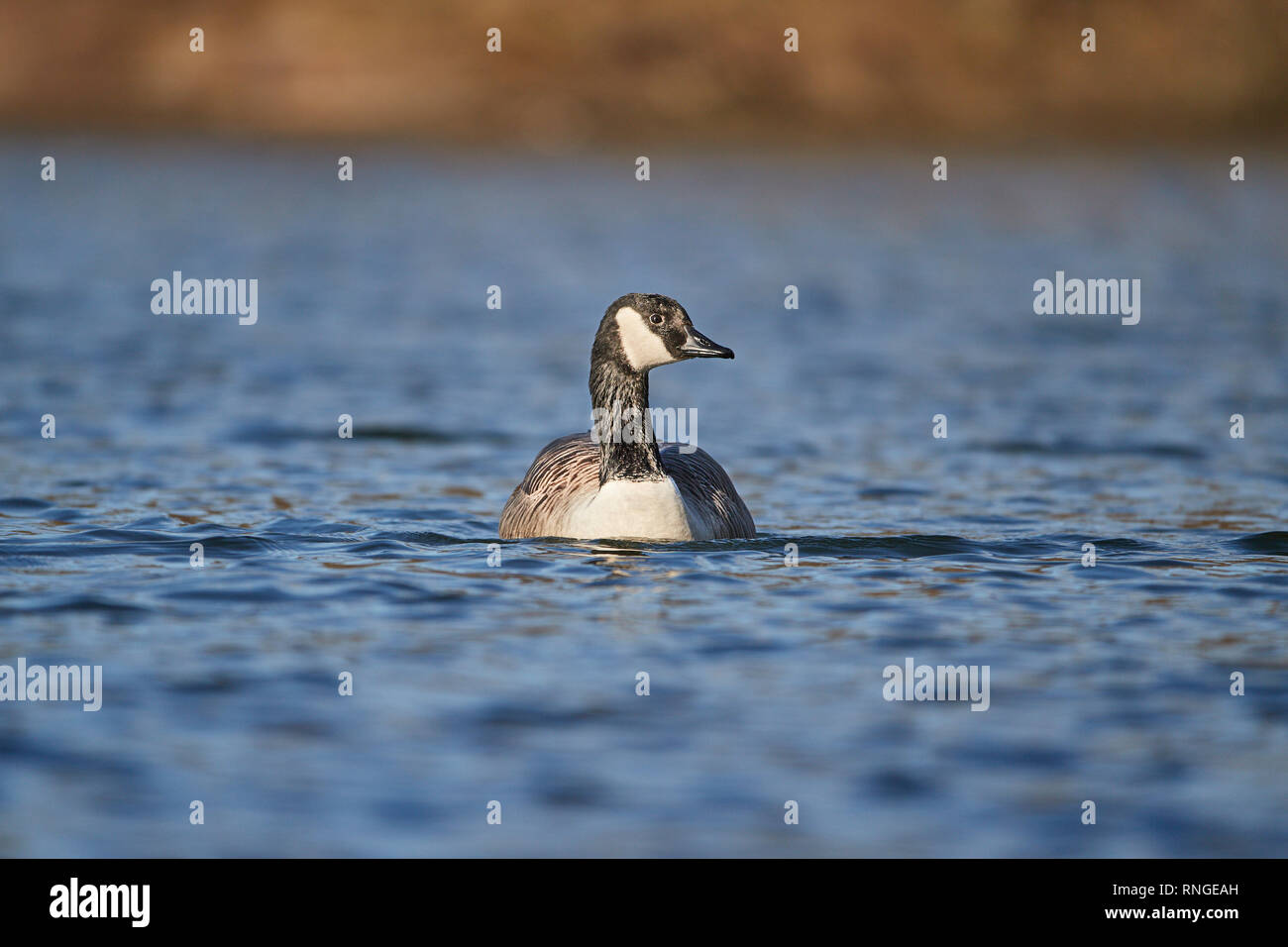A Canada Goose (Branta Canadensis) on its own floating on a lake in Berkshire at eye level on a sunny January day Stock Photo