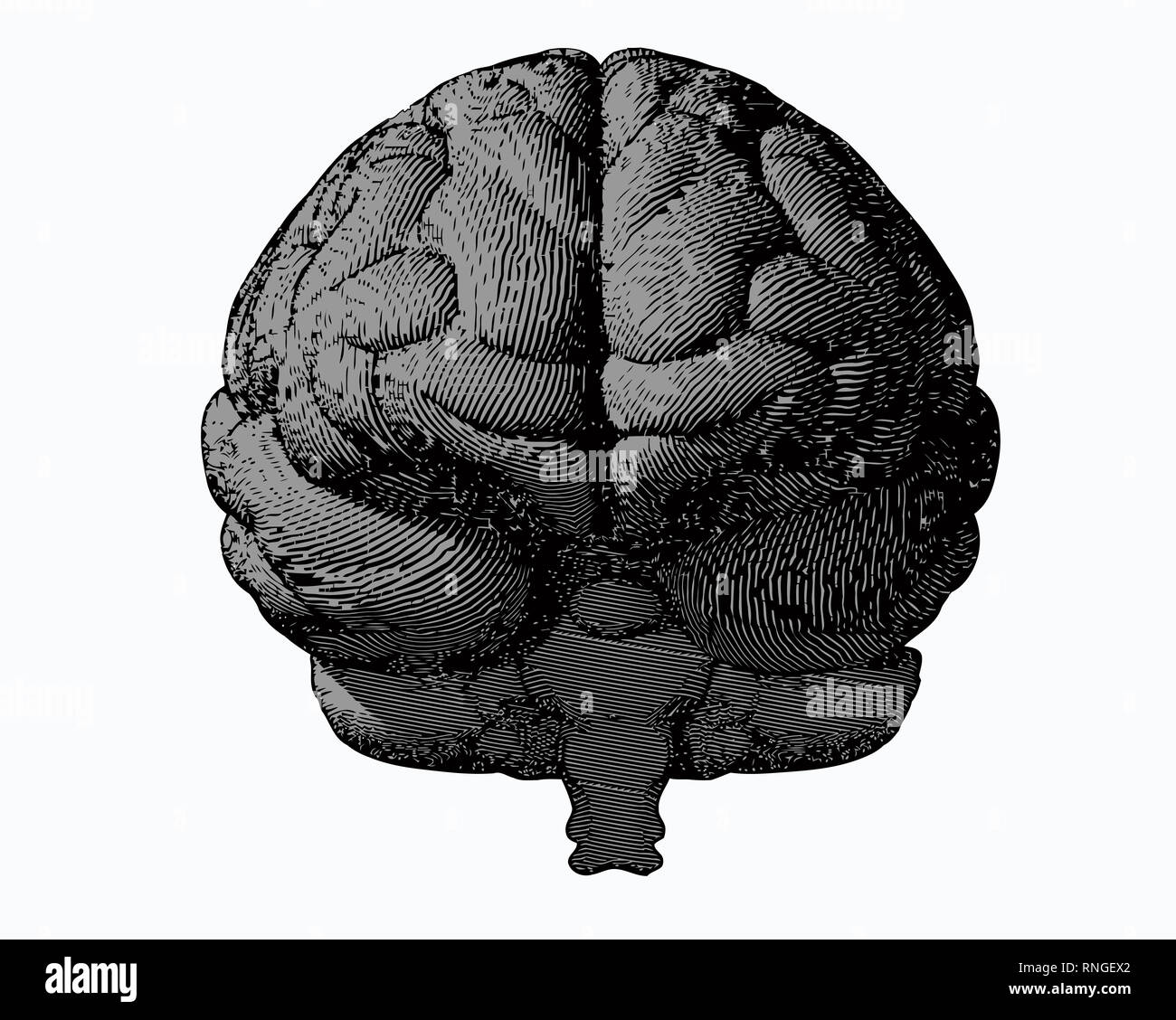 Gray engraving brain illustration in front view on white background ...