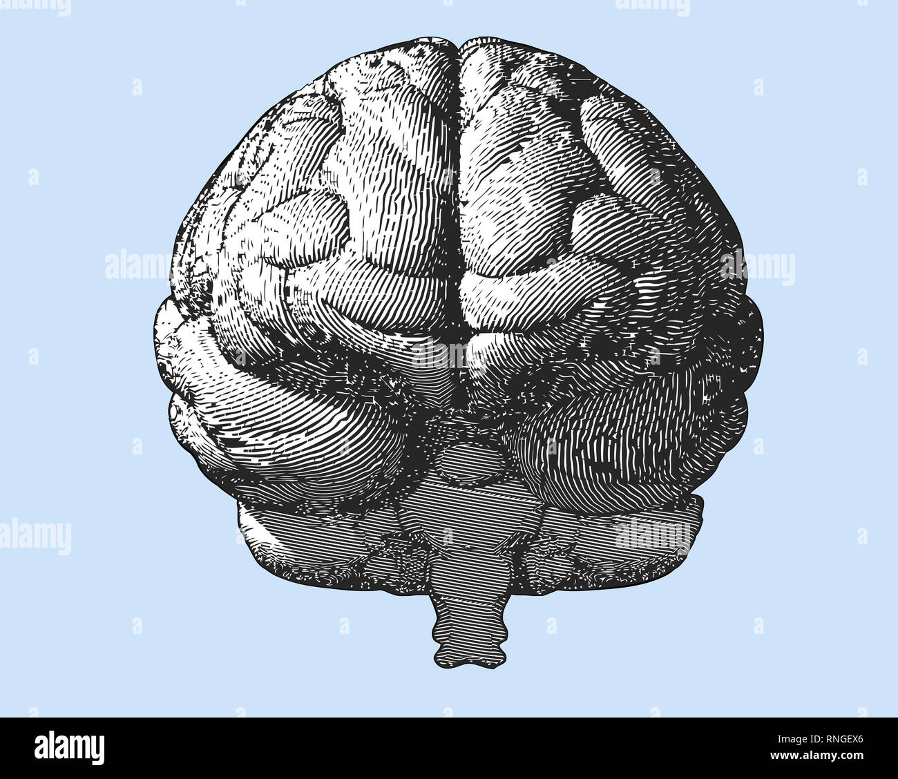 Black and white engraving brain illustration in front view on light blue background Stock Photo