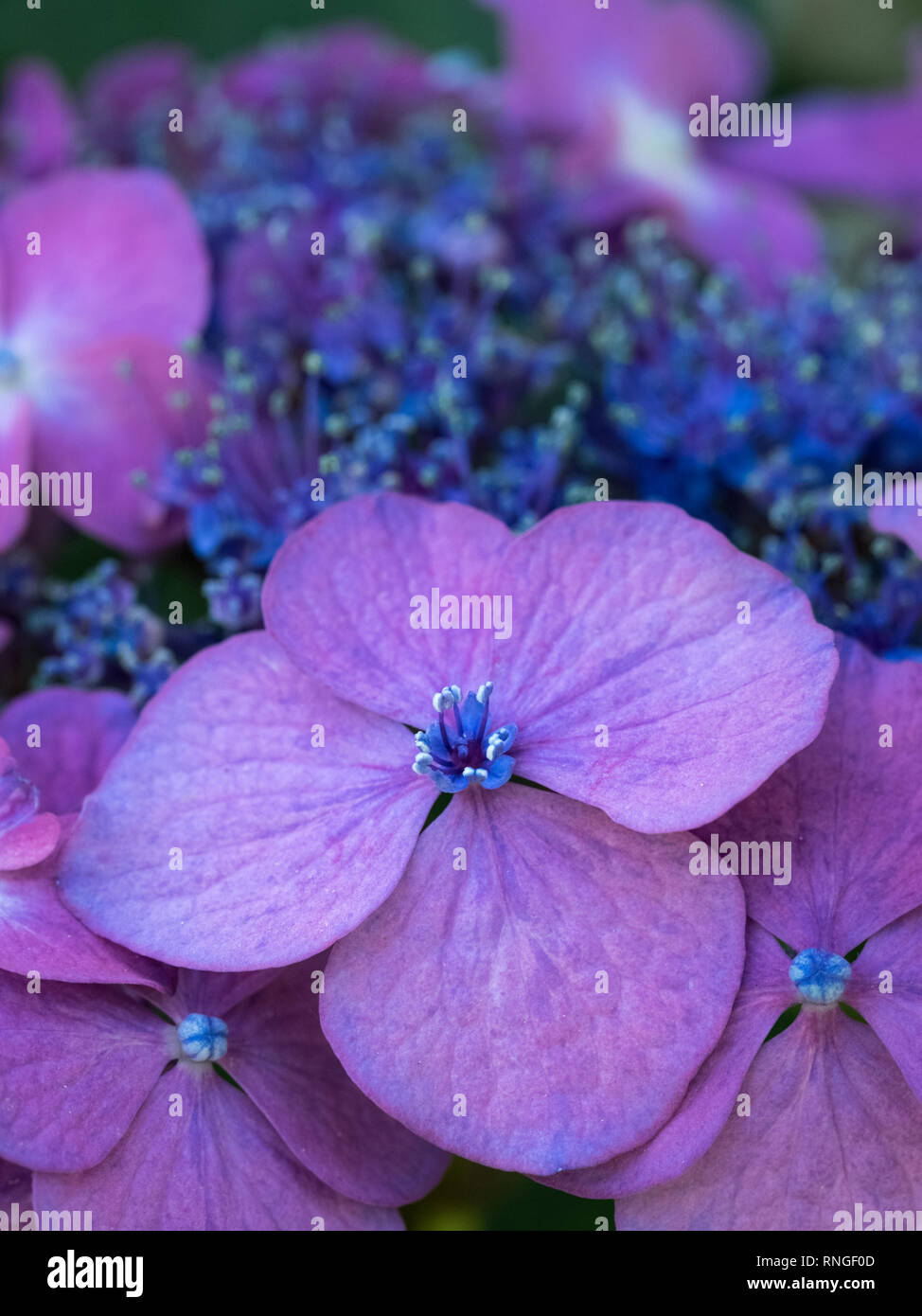 A full frame close up detail of open purple mauve Hydrangea flower from above face on Stock Photo