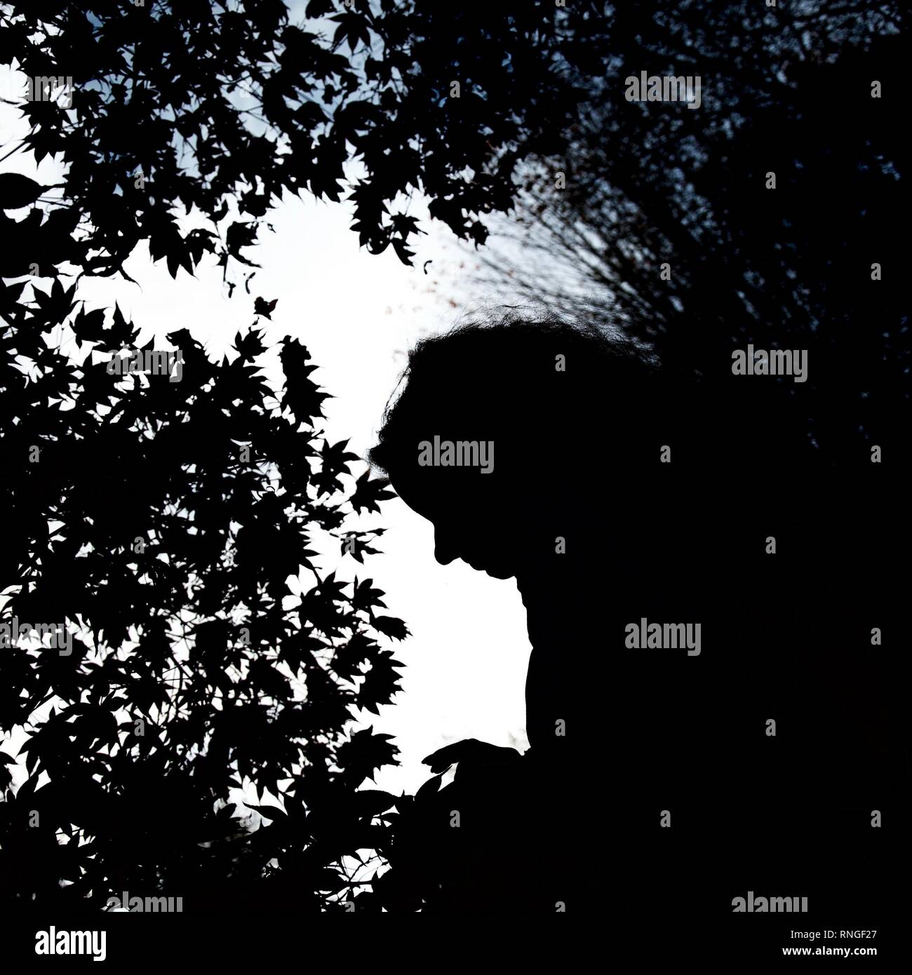 Silhouette of a long haired female profile surrounded by clearly distinguished maple leaves on a tree against the sky Stock Photo