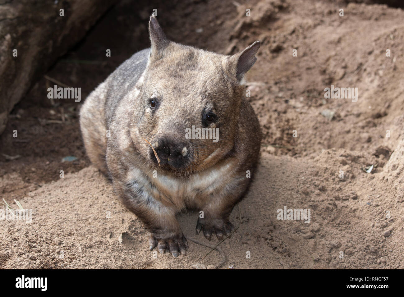Southern hairy-nosed wombat Stock Photo