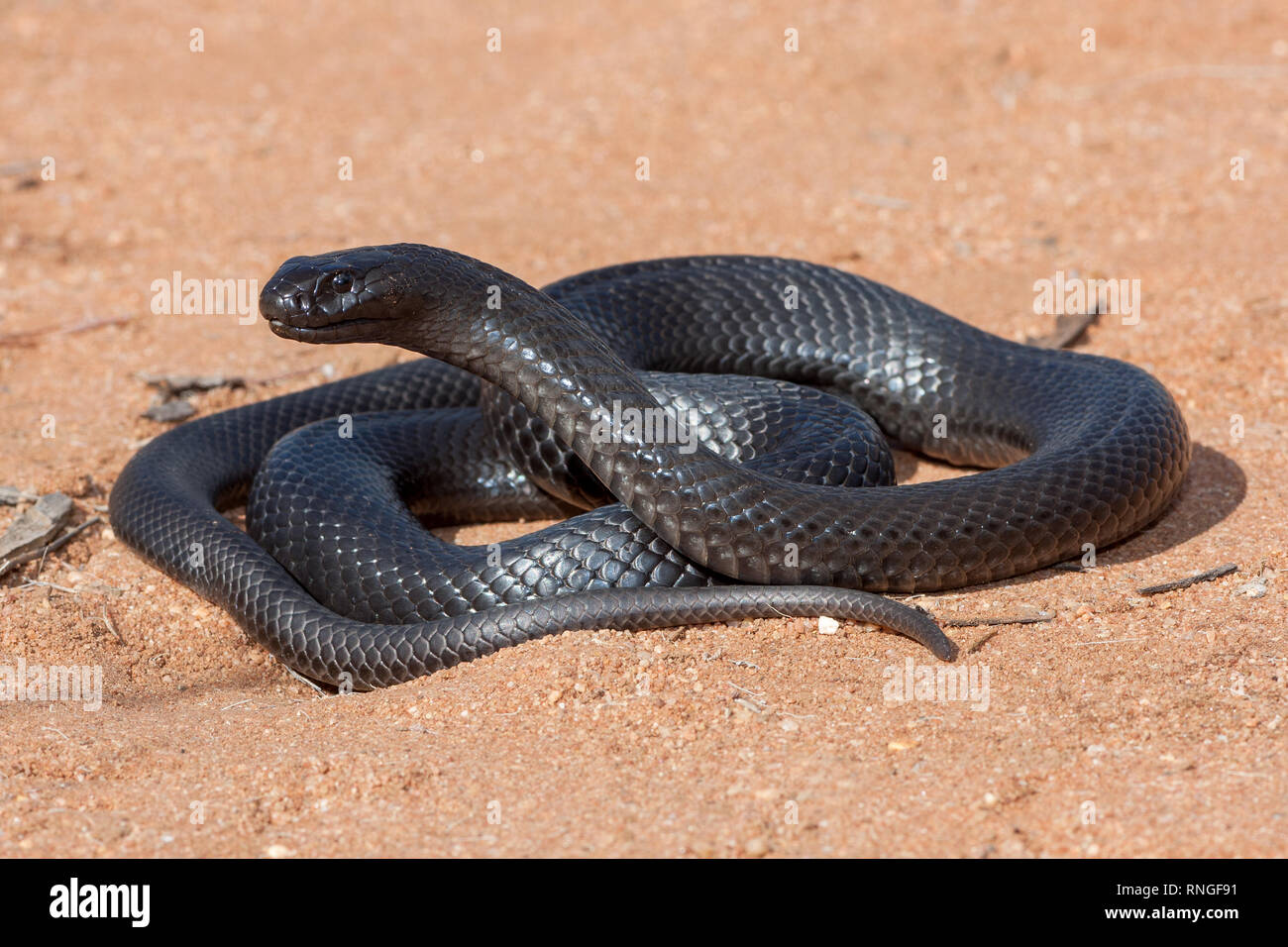 Pseudechis guttatus hi-res stock photography and images - Alamy