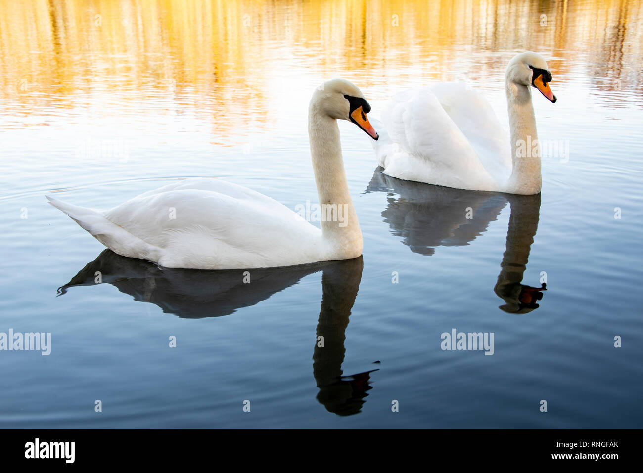 Beautiful images of swans on the lake Stock Photo - Alamy