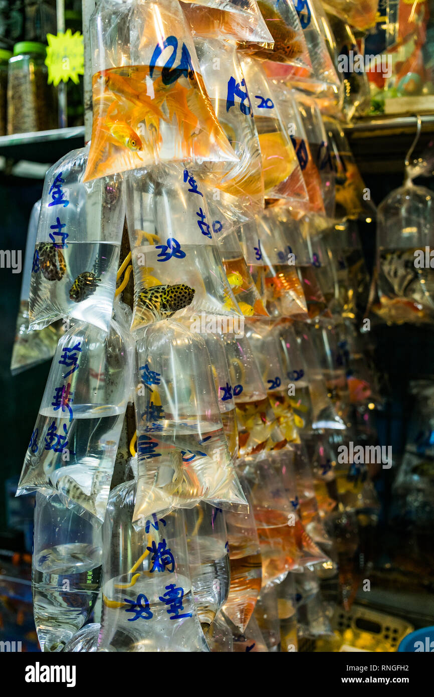 Pet Shop In Hong Kong High Resolution Stock Photography and Images Alamy