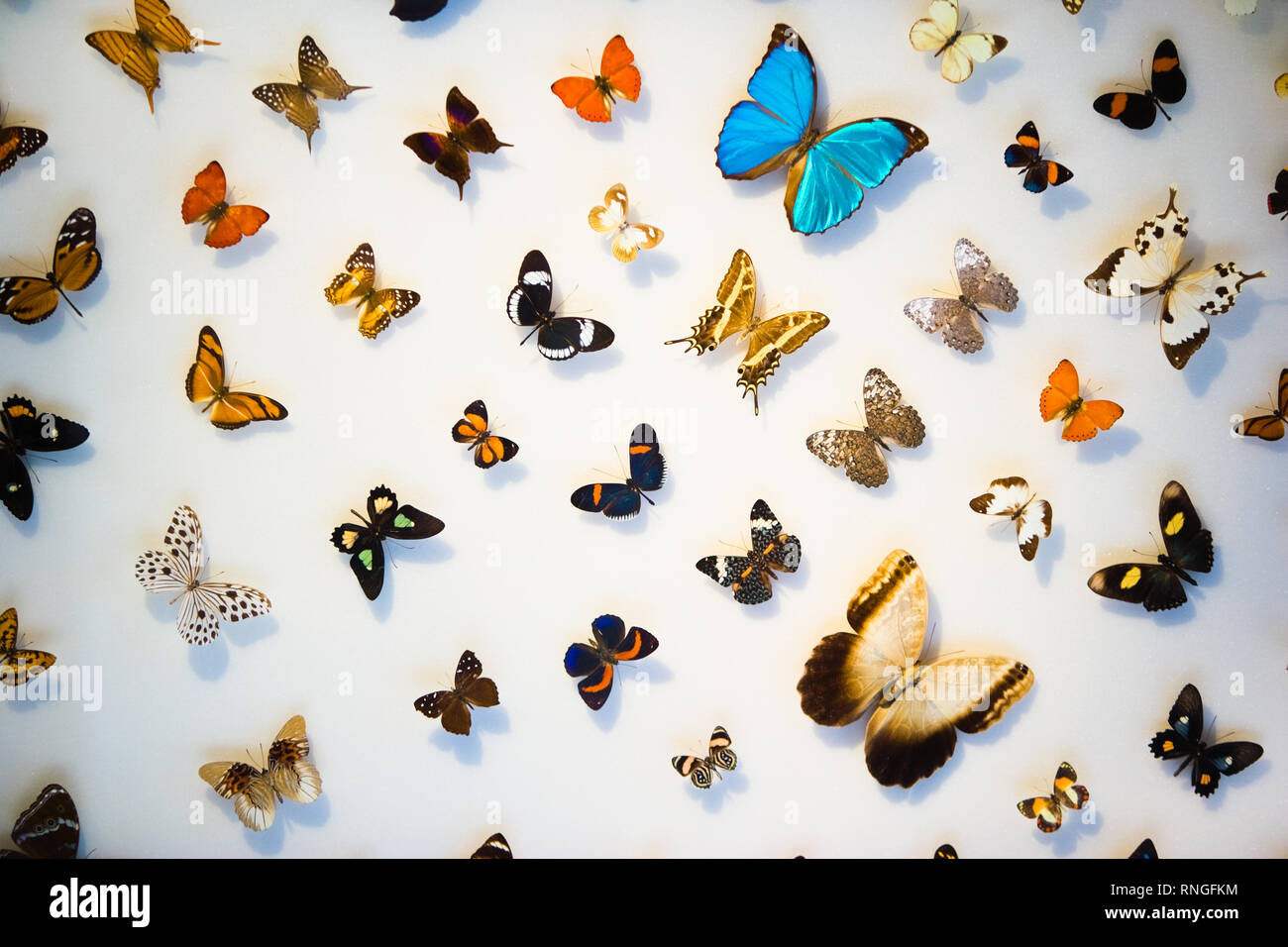 Butterflies collection display Stock Photo Alamy