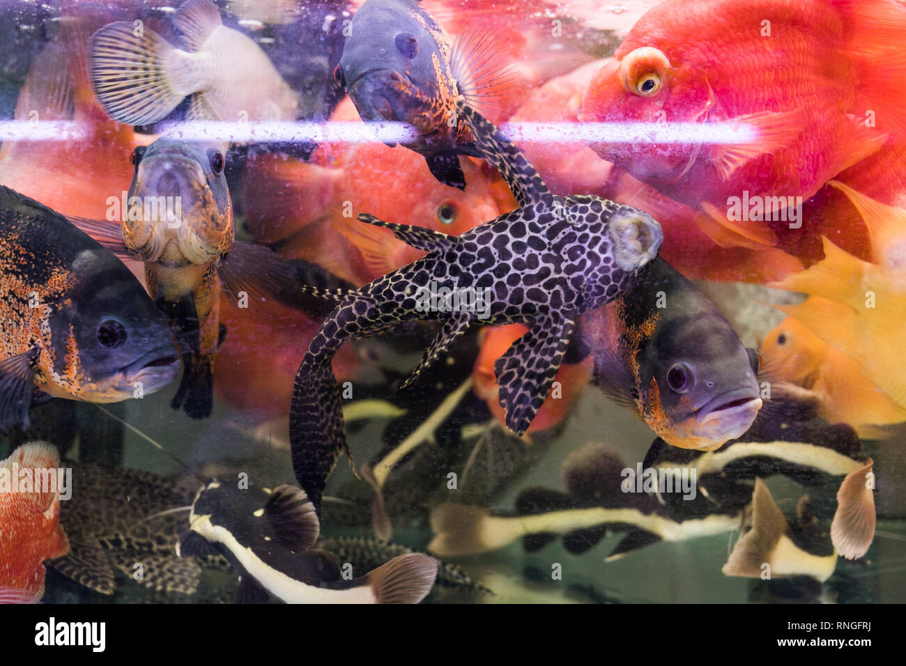 Pet shop in hong kong hires stock photography and images Alamy