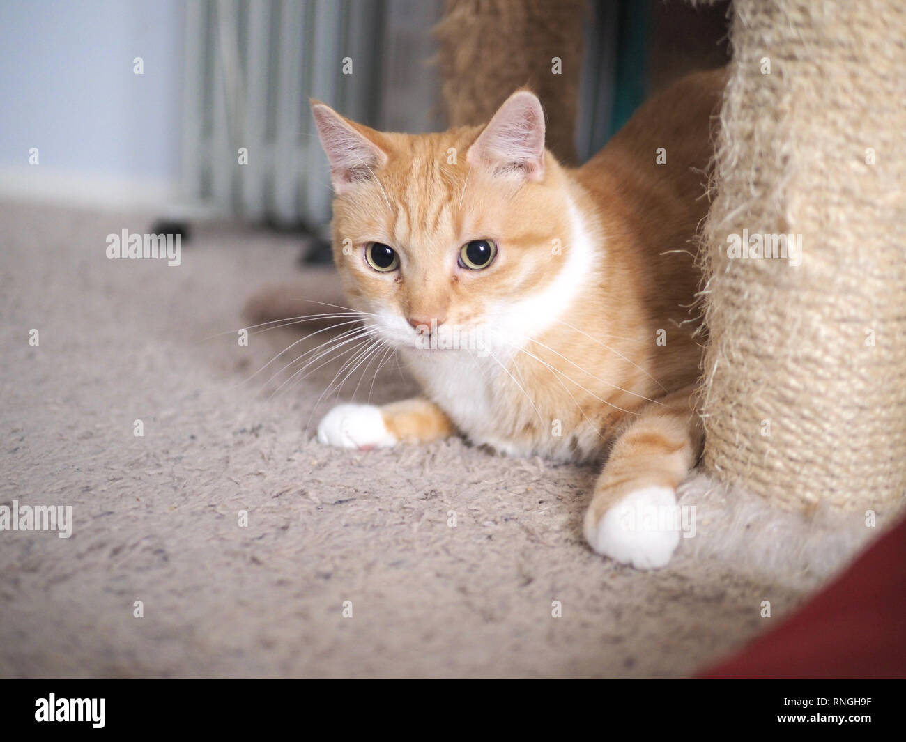 Mika the orange tabby playing hide and seek Stock Photo