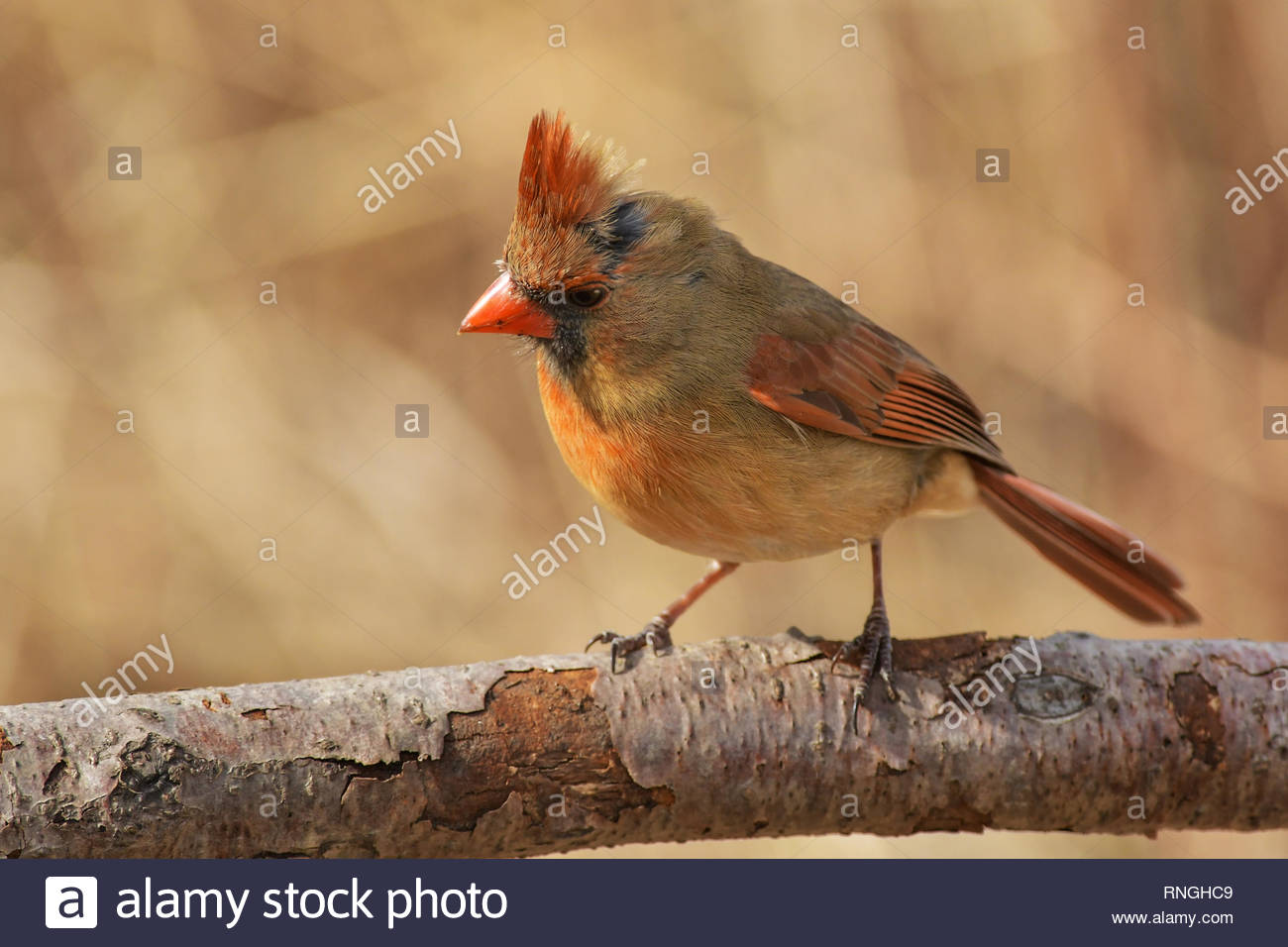 Female Cardinal Stock Photos & Female Cardinal Stock Images Alamy
