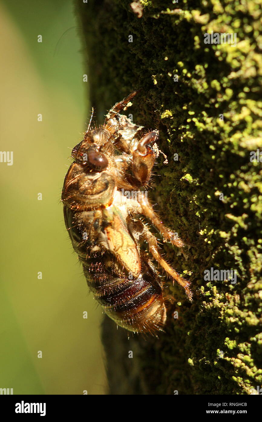 Cicadas Stock Photo