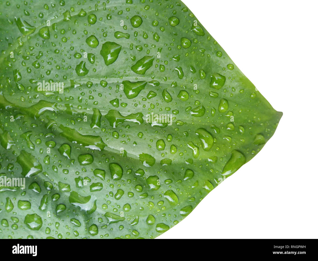 green leaf with water drop isolated on white background Stock Photo - Alamy