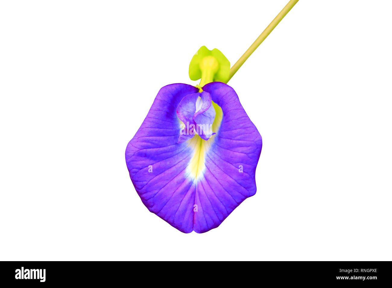 Butterfly pea flower or Blue pea isolated on white background and