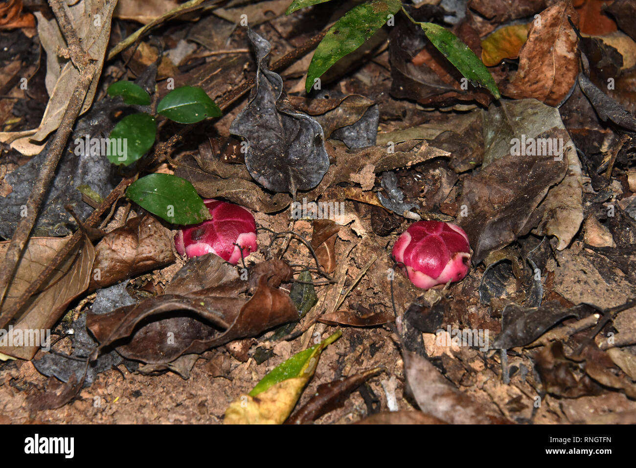 Two young flower buds of Sapria gan - a parasitic flowering plant on the forest floor in Thailand Stock Photo