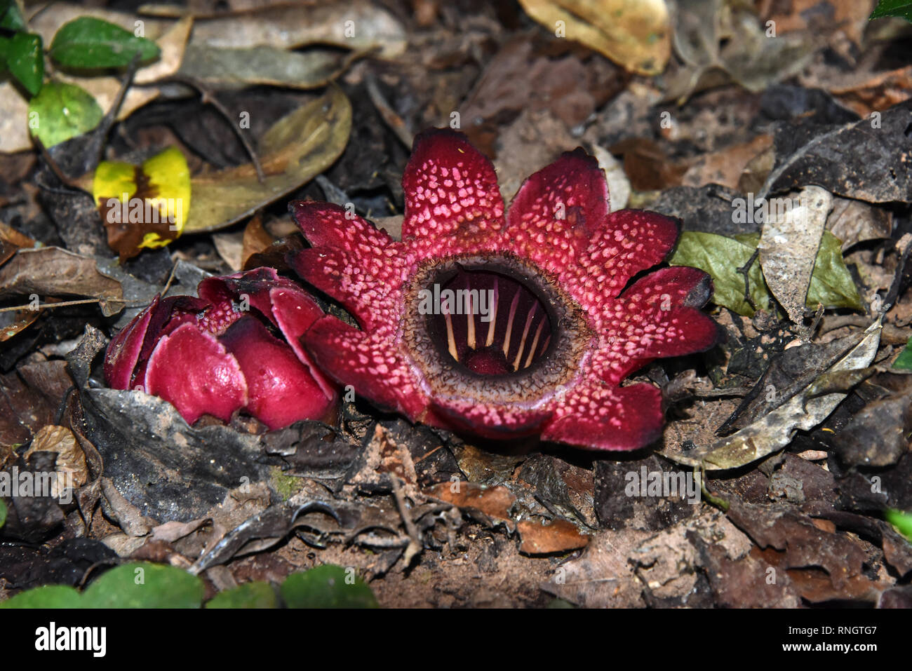 A male flower and a bud of Sapria gan - a parasitic flowering plant on the forest floor in Thailand Stock Photo