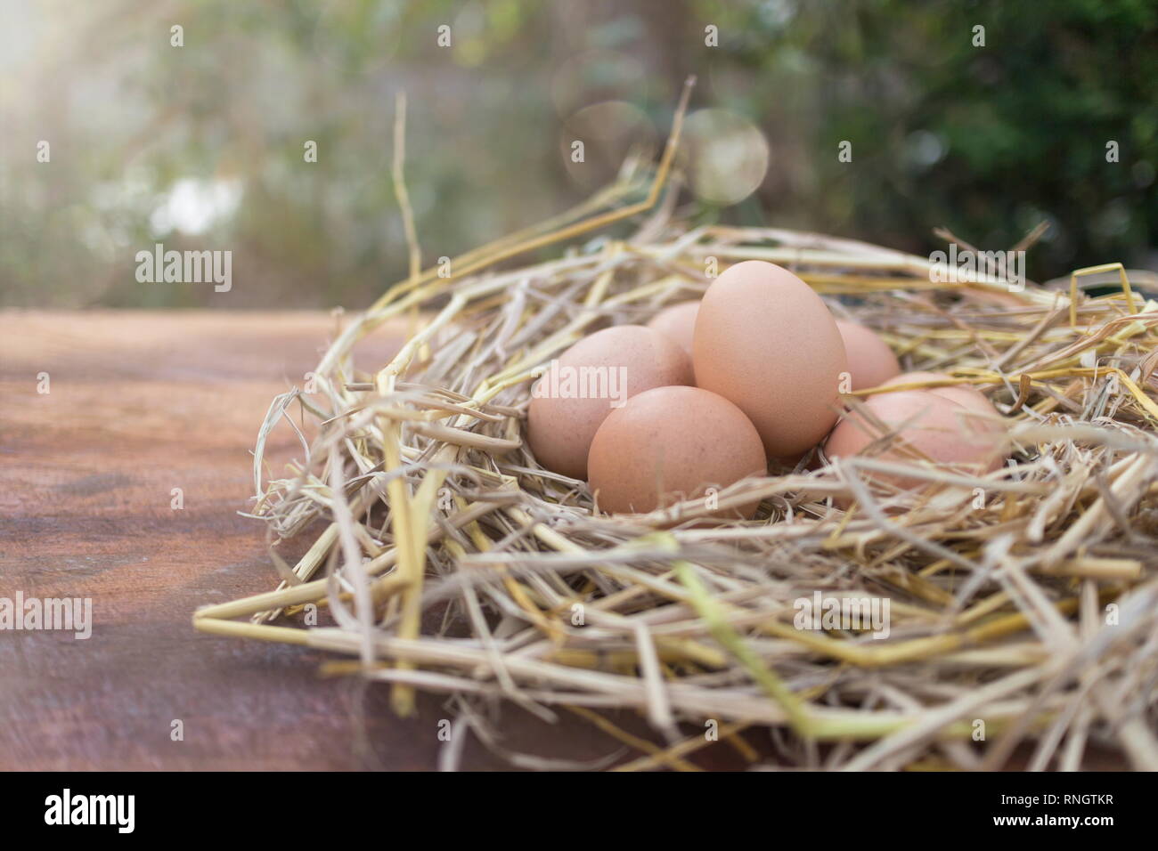 Fresh brown eggs in a nest on a wooden in chicken farm with morning ...